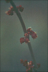 Rumex acetosella