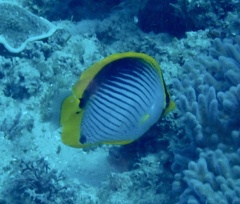 Chaetodon melannotus