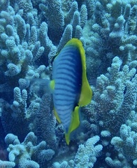 Chaetodon melannotus