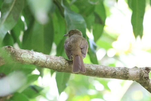 Little Greenbul (Eurillas virens), photo 10