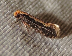 Monopis crocicapitella
