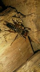 Hemideina crassidens