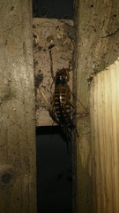 Hemideina crassidens