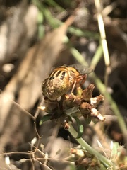 Eristalinus punctulatus
