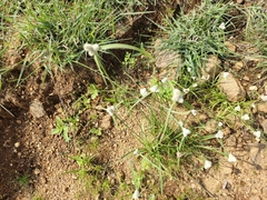 Gomphrena celosioides