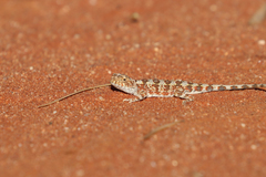 Tympanocryptis tolleyi