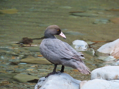 Hymenolaimus malacorhynchos