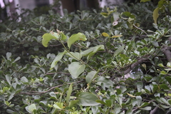 Dendrophthoe pentandra