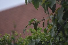 Dendrophthoe pentandra