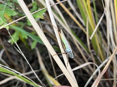 Conocephalus exemptus