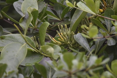 Dendrophthoe pentandra