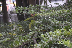 Dendrophthoe pentandra