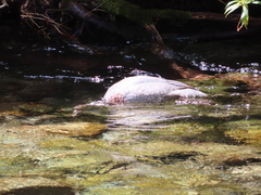 Hymenolaimus malacorhynchos