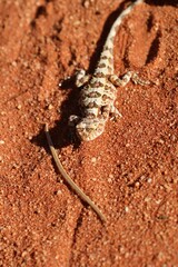 Tympanocryptis tolleyi