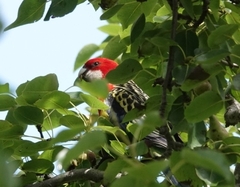 Platycercus eximius eximius