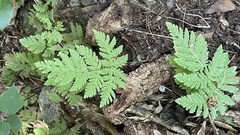 Tectaria devexa
