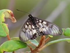 Acraea andromacha