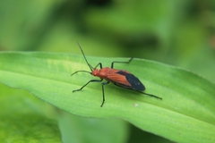 Leptocoris