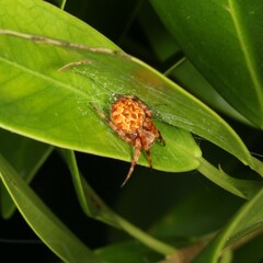 Salsa brisbanae