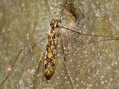 Discobola australis