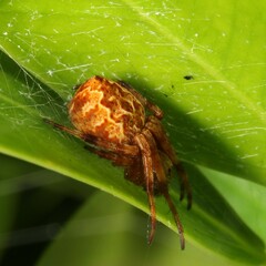 Salsa brisbanae