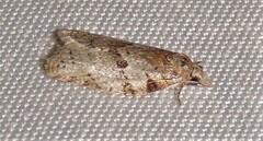 Isotenes miserana