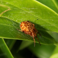 Salsa brisbanae