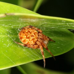 Salsa brisbanae
