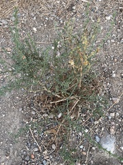 Salsola oppositifolia