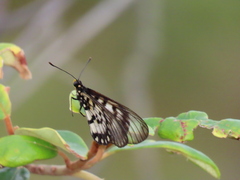 Acraea andromacha