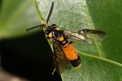 Pergidae