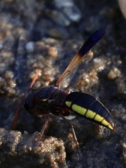 Proepipona lateralis