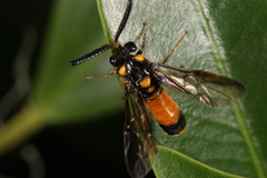 Pergidae