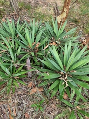 Agave vivipara