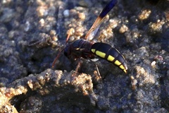 Proepipona lateralis