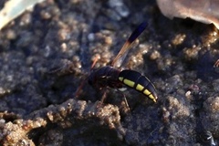 Proepipona lateralis