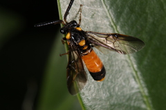 Pergidae