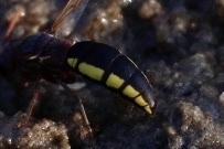 Proepipona lateralis