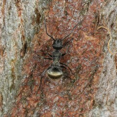 Polyrhachis aurea