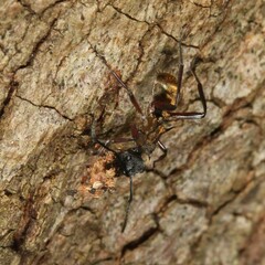 Polyrhachis rufifemur