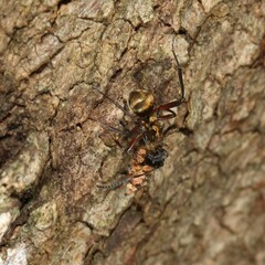 Polyrhachis rufifemur
