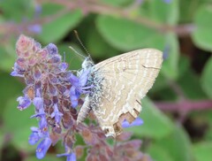 Theclinesthes miskini