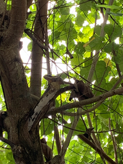 Tamiops mcclellandii