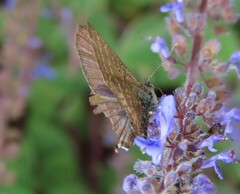 Theclinesthes miskini