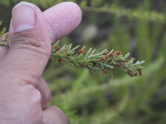 Uromyces lespedezae-procumbentis