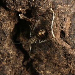 Polyrhachis aurea