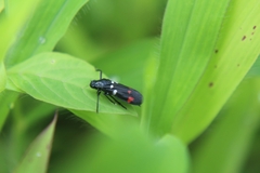 Callitettix versicolor