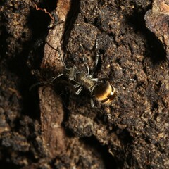 Polyrhachis aurea