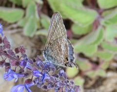 Theclinesthes miskini