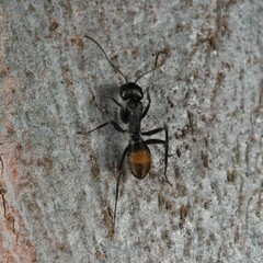 Camponotus aeneopilosus